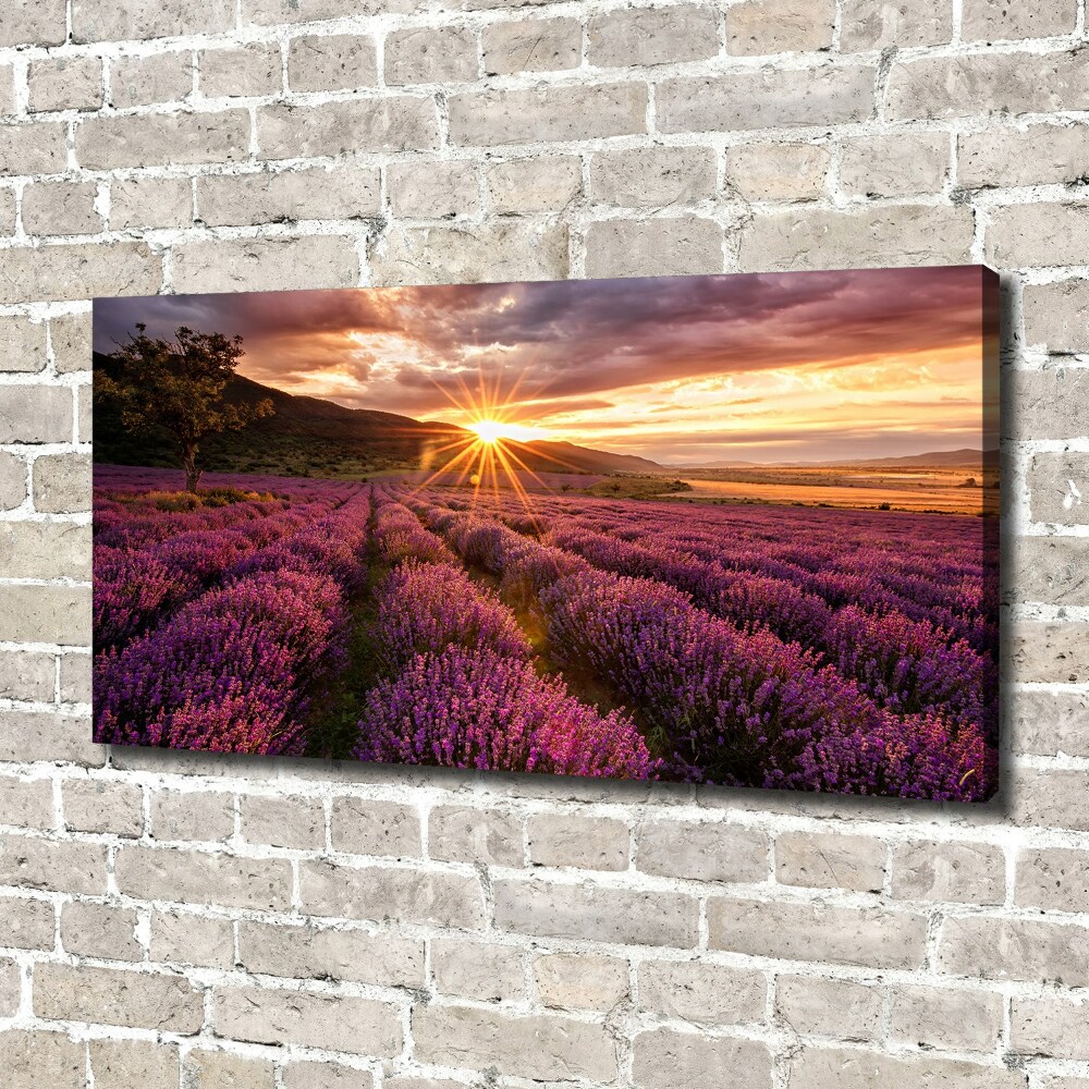 Canvas wall art Lavender field