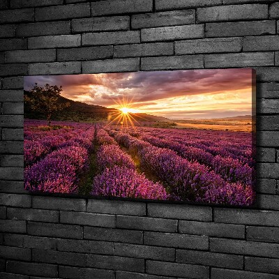 Canvas wall art Lavender field