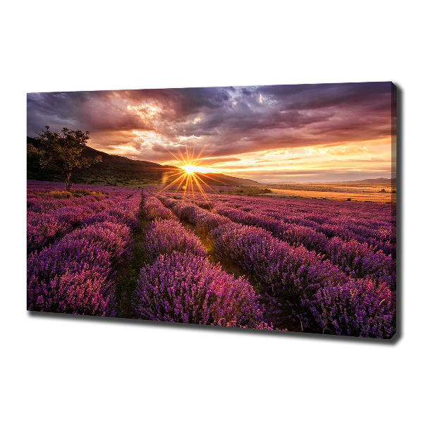 Canvas wall art Lavender field