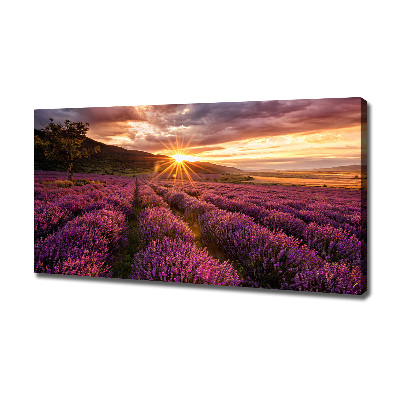 Canvas wall art Lavender field