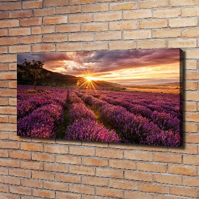 Canvas wall art Lavender field