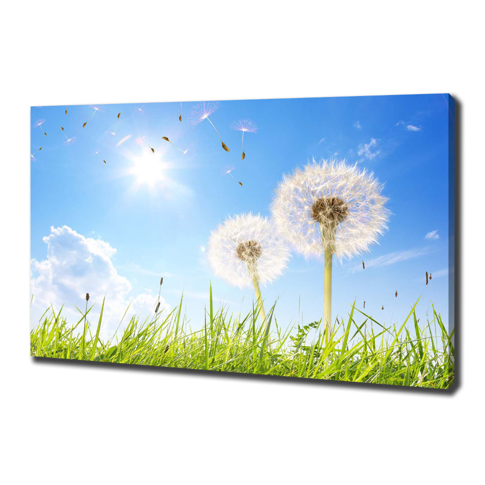 Canvas wall art dandelions