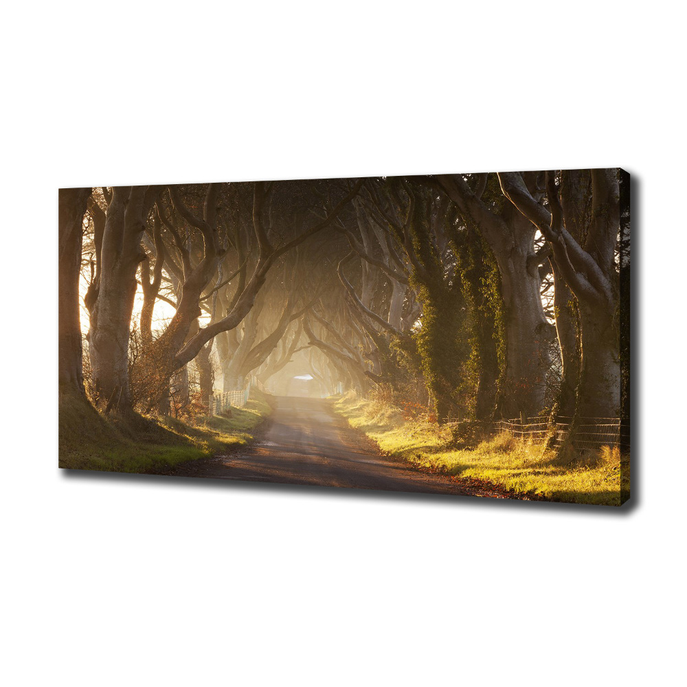 Canvas wall art Fog in the forest