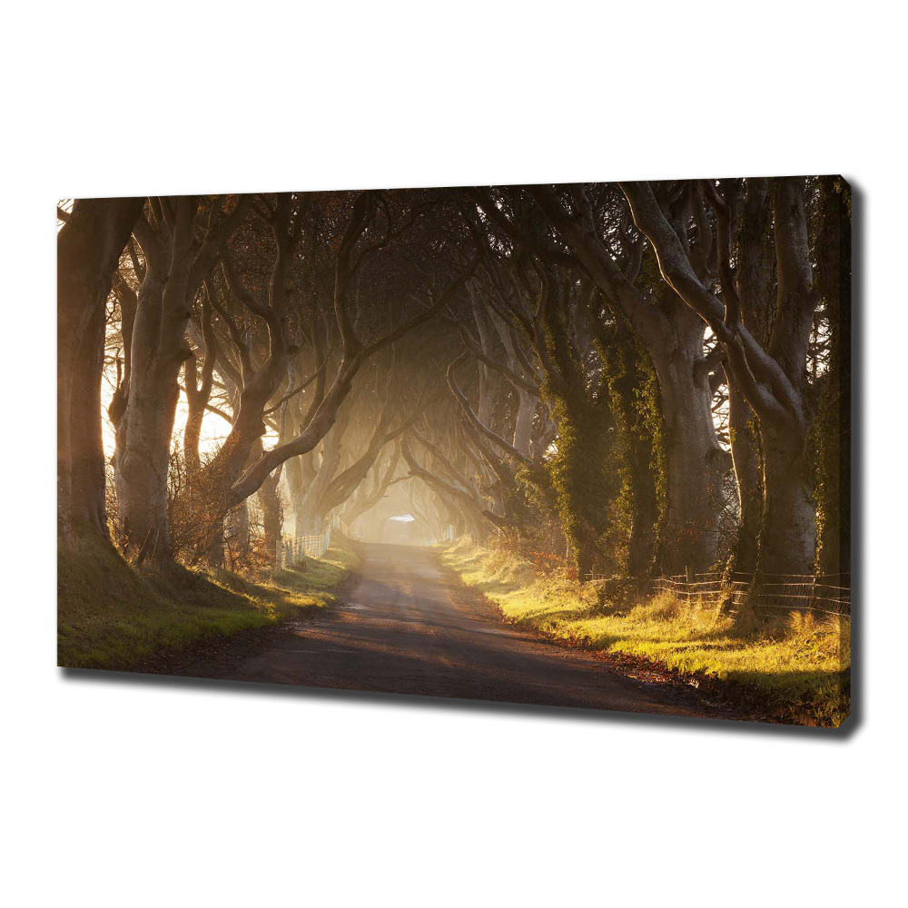 Canvas wall art Fog in the forest