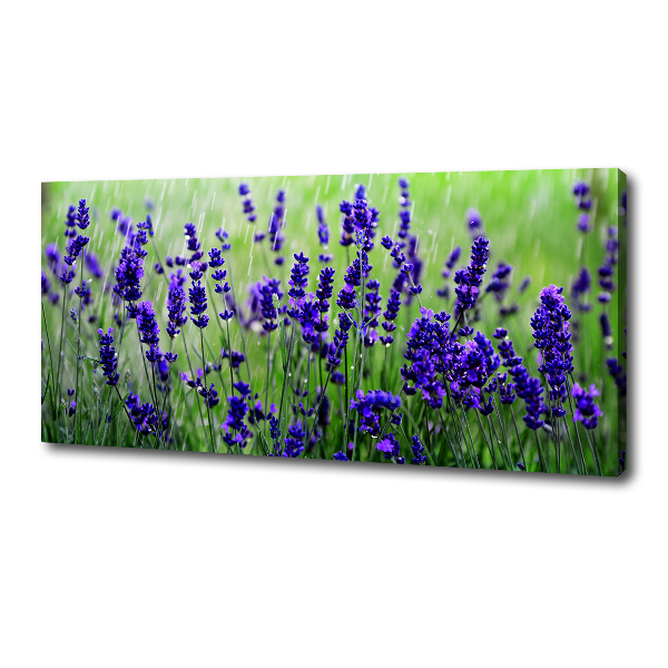 Canvas wall art Lavender