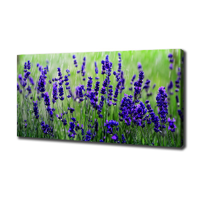 Canvas wall art Lavender