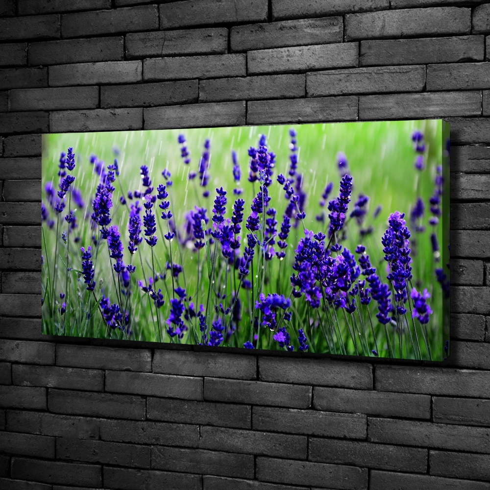 Canvas wall art Lavender