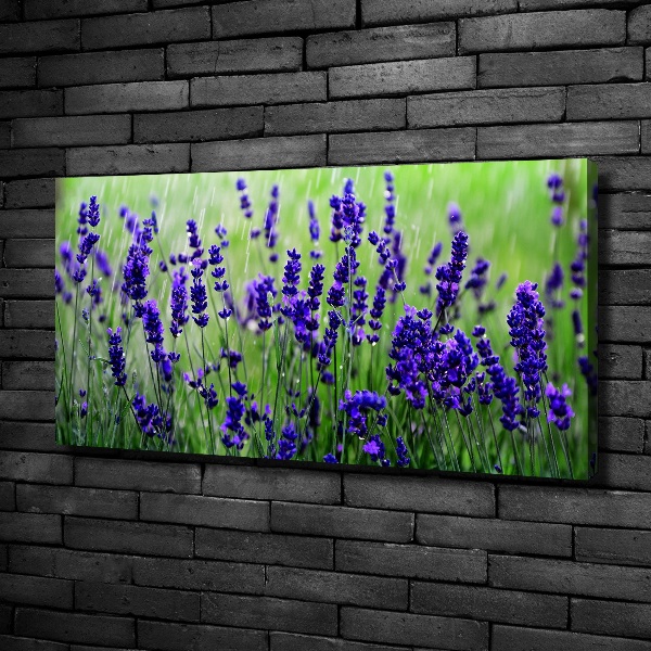 Canvas wall art Lavender