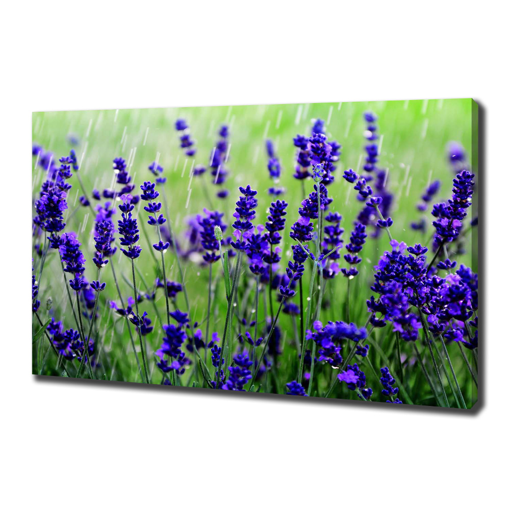 Canvas wall art Lavender