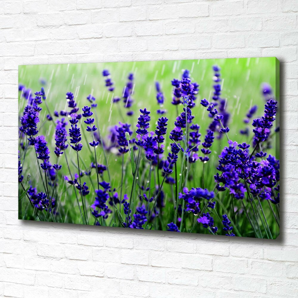 Canvas wall art Lavender