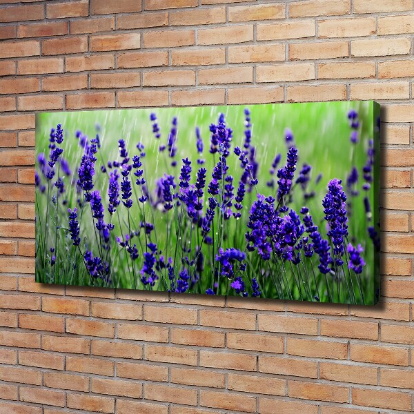 Canvas wall art Lavender