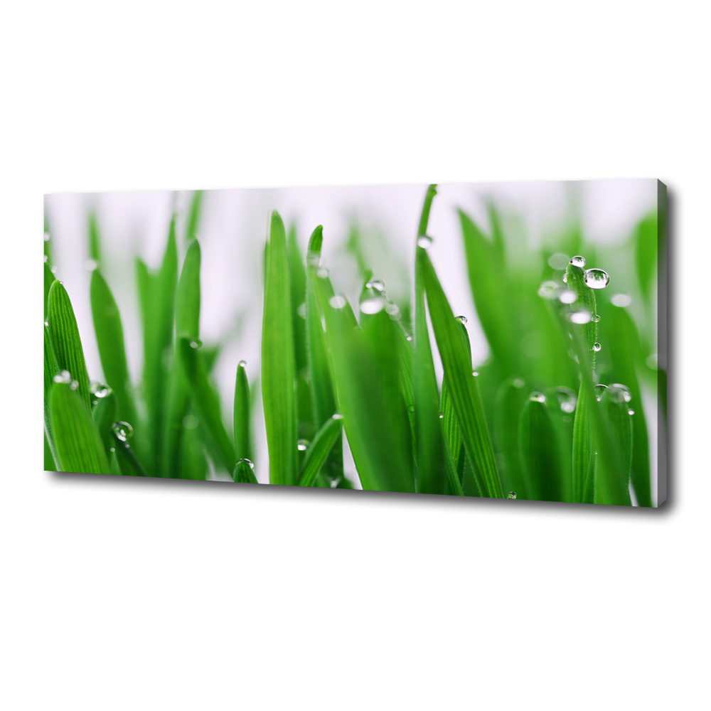 Canvas wall art Blade of grass