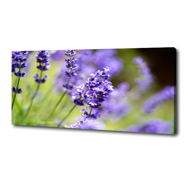 Canvas wall art Lavender