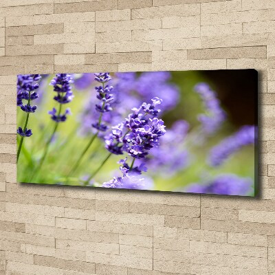 Canvas wall art Lavender