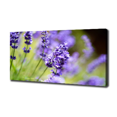 Canvas wall art Lavender