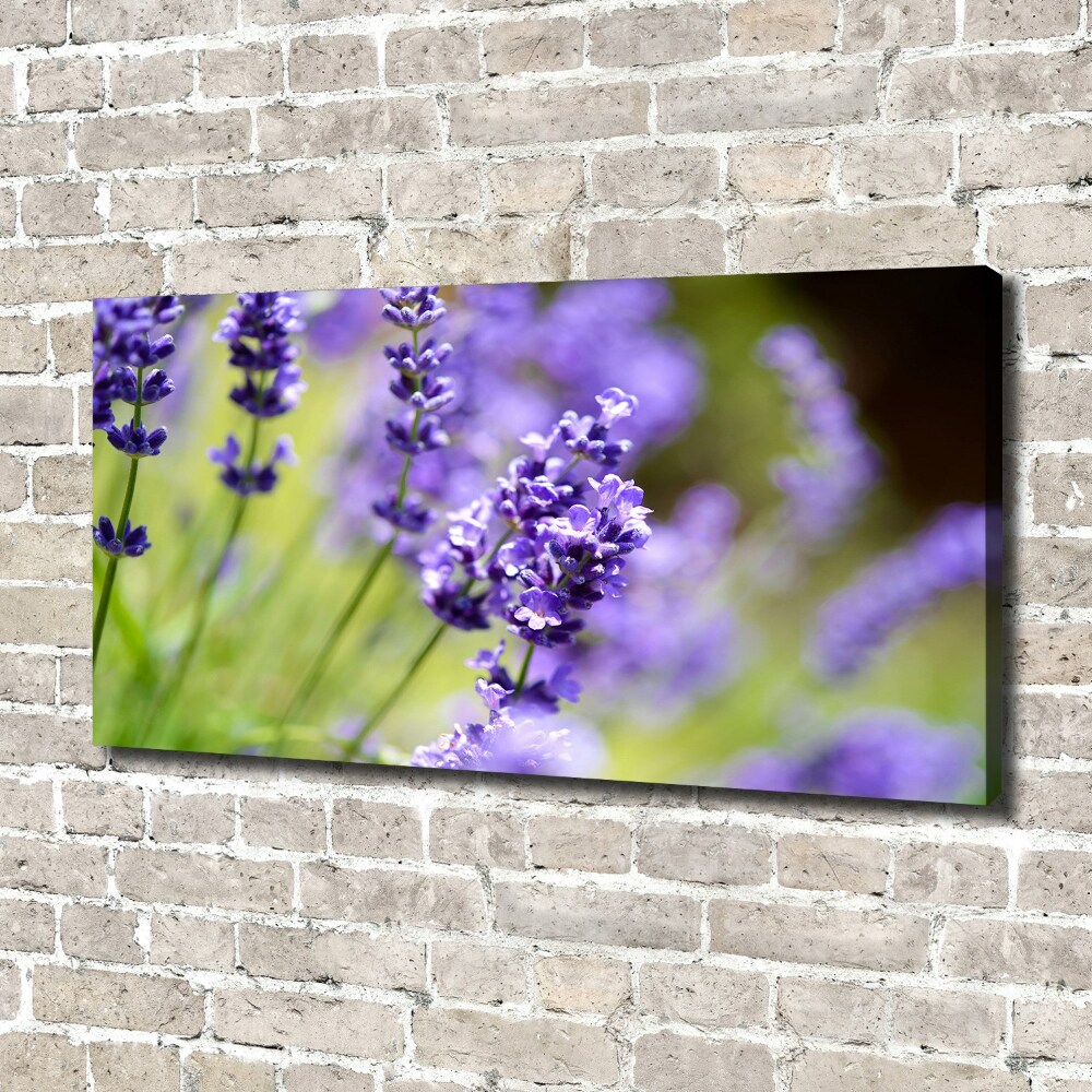 Canvas wall art Lavender