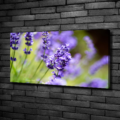 Canvas wall art Lavender