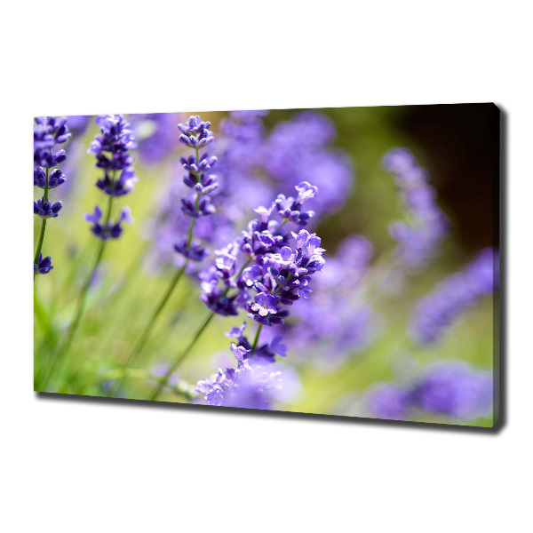 Canvas wall art Lavender