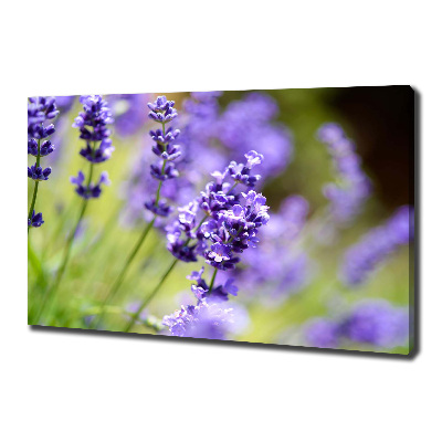 Canvas wall art Lavender