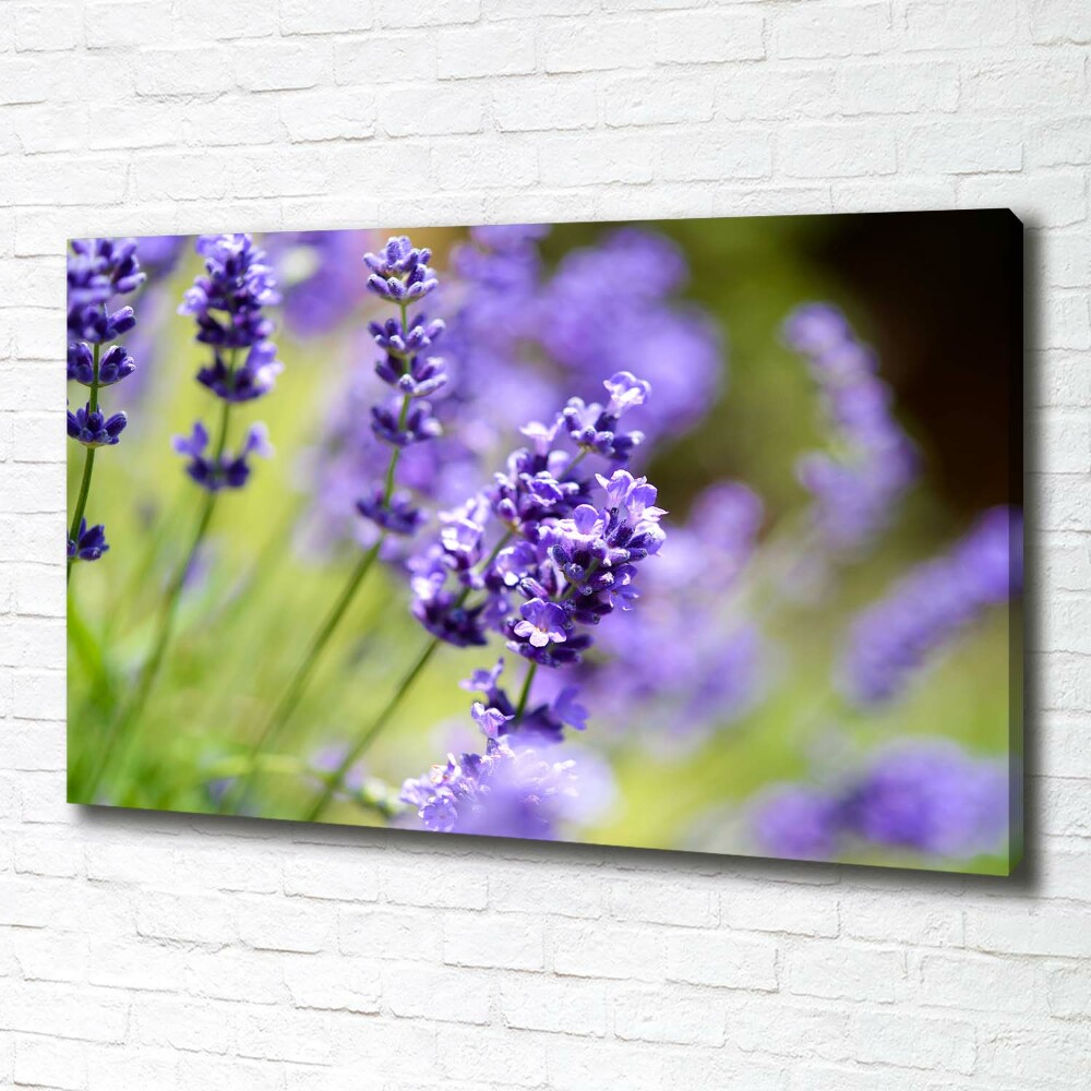 Canvas wall art Lavender