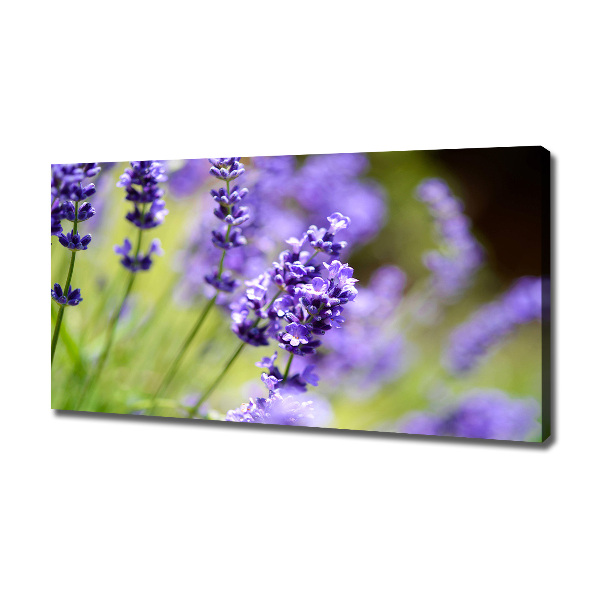 Canvas wall art Lavender