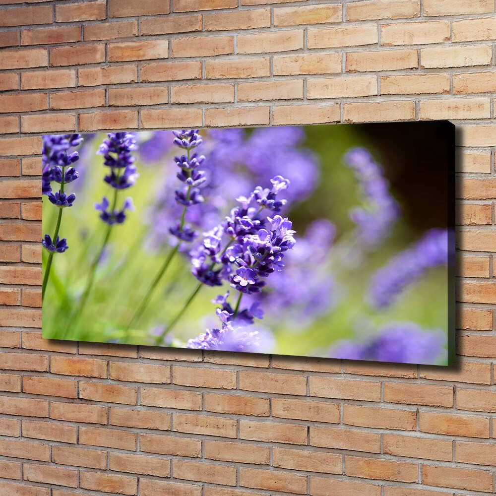 Canvas wall art Lavender