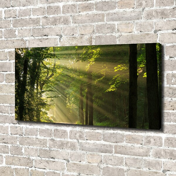 Canvas wall art Forest in the sun