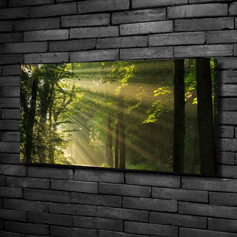 Canvas wall art Forest in the sun