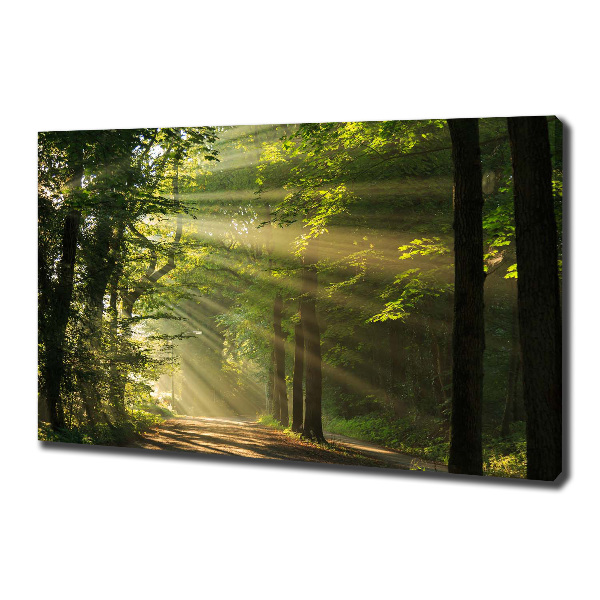 Canvas wall art Forest in the sun