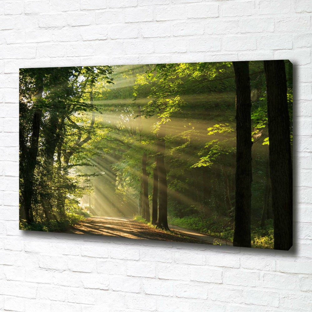 Canvas wall art Forest in the sun