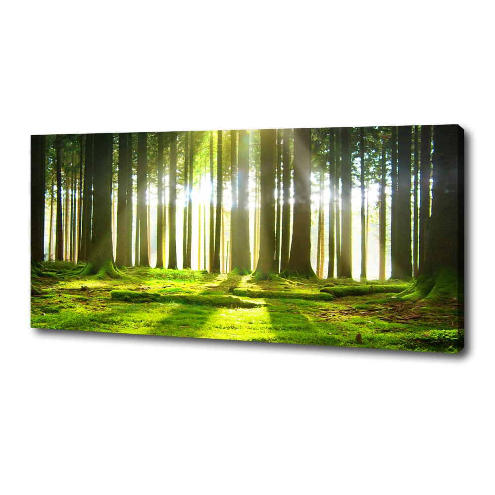 Canvas wall art Forest in the sun