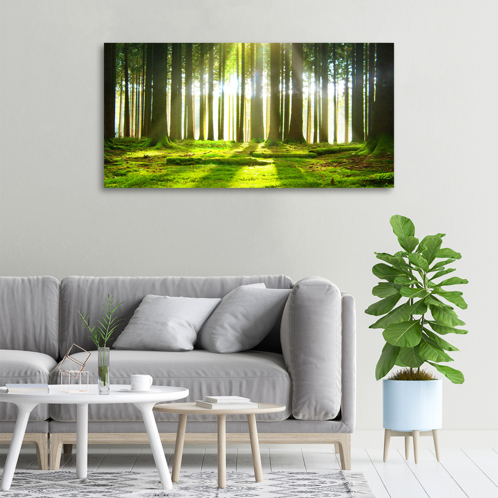 Canvas wall art Forest in the sun