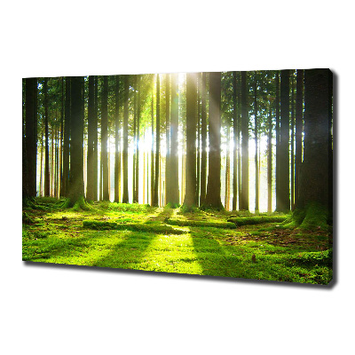 Canvas wall art Forest in the sun