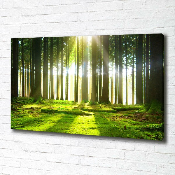 Canvas wall art Forest in the sun