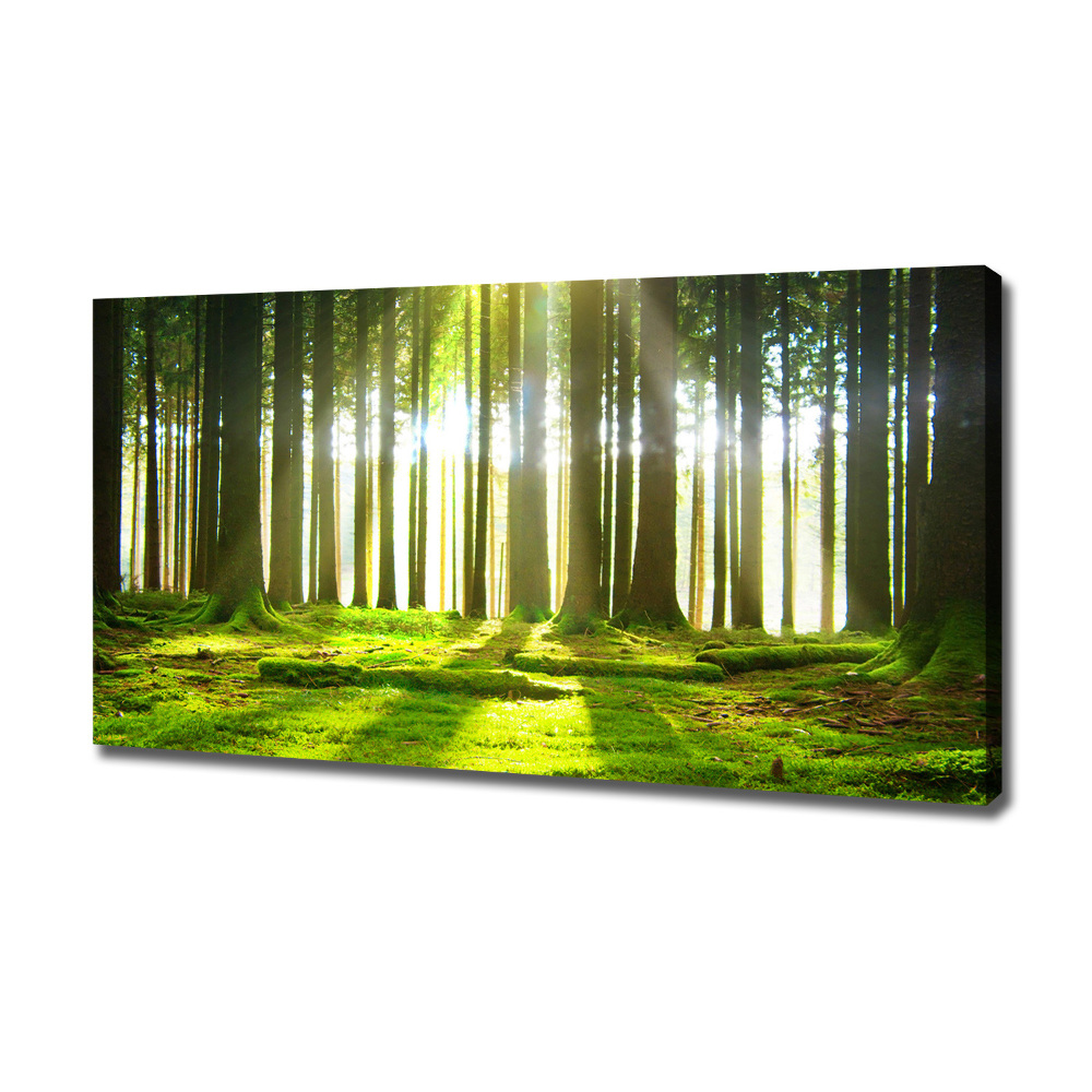 Canvas wall art Forest in the sun