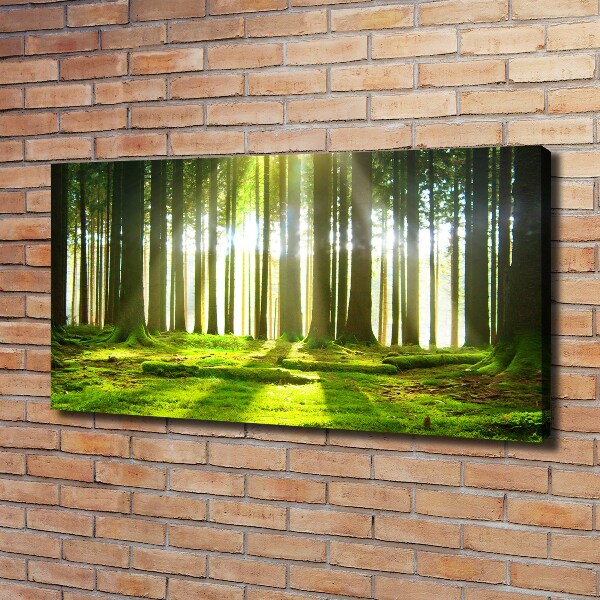 Canvas wall art Forest in the sun