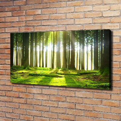 Canvas wall art Forest in the sun