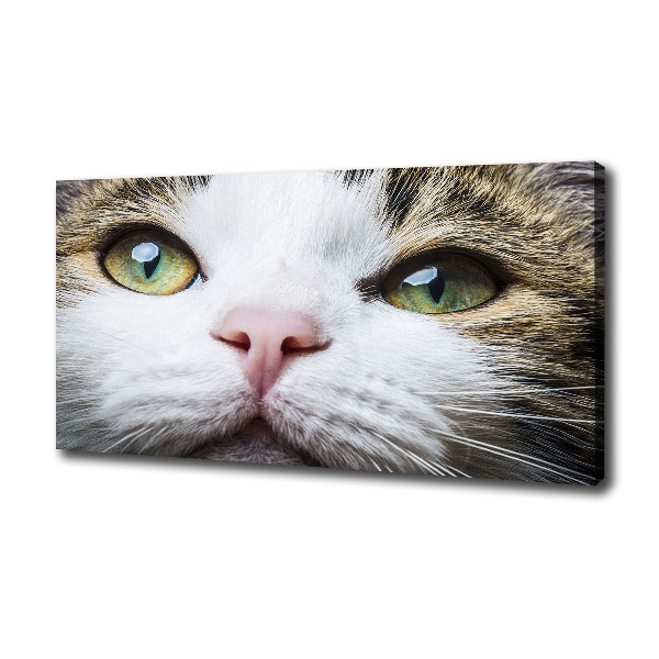 Canvas wall art Green cat eyes