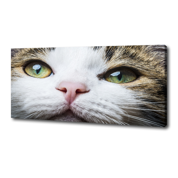 Canvas wall art Green cat eyes