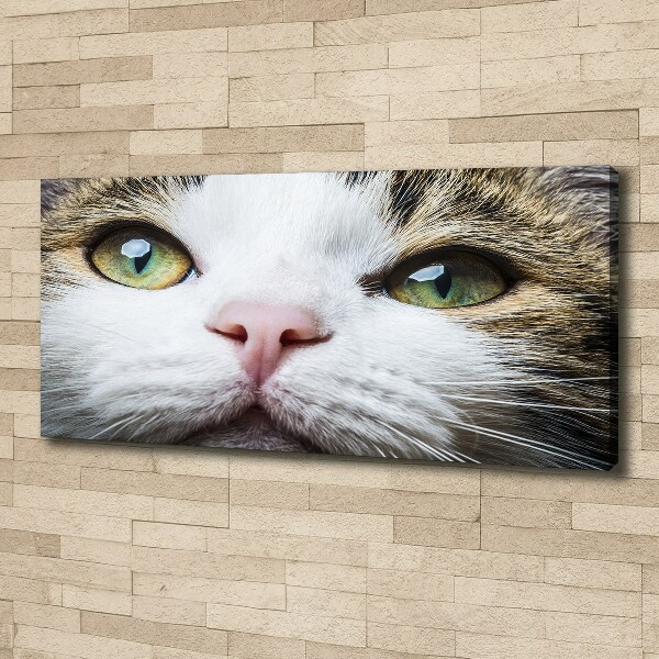 Canvas wall art Green cat eyes