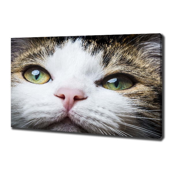 Canvas wall art Green cat eyes