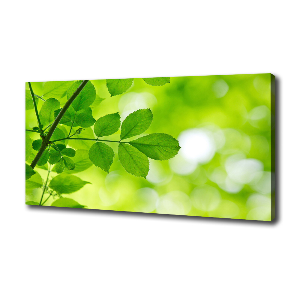 Canvas wall art Green leaves