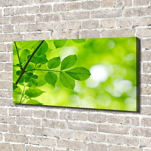 Canvas wall art Green leaves