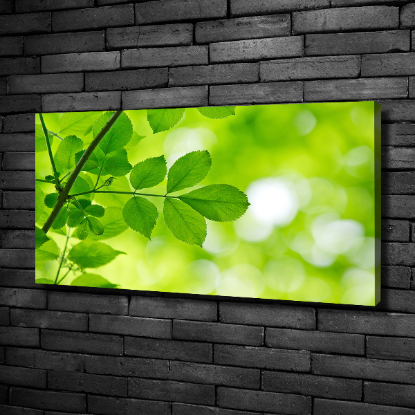 Canvas wall art Green leaves