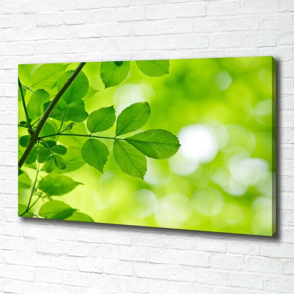 Canvas wall art Green leaves