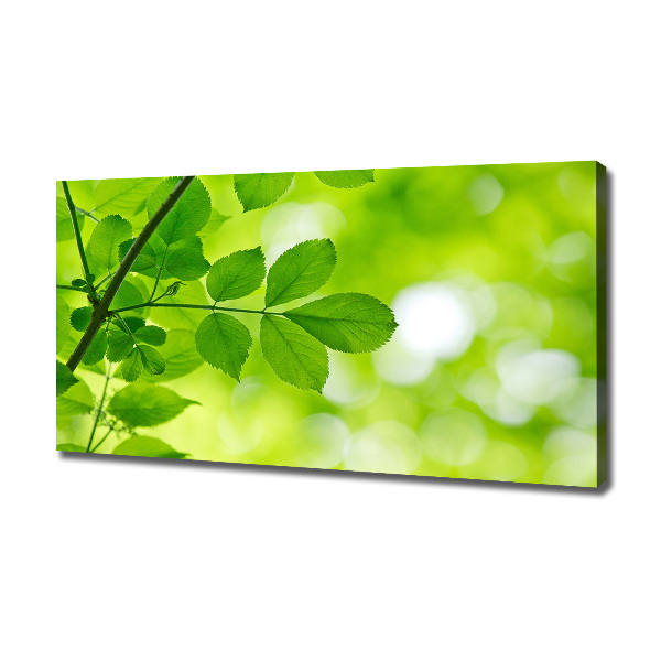 Canvas wall art Green leaves