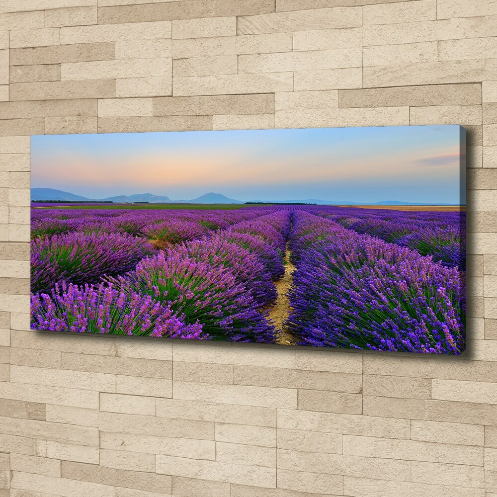 Canvas wall art Lavender field