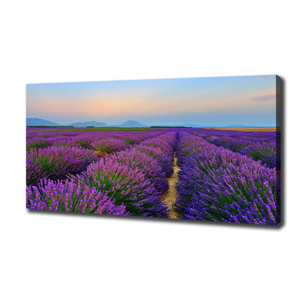 Canvas wall art Lavender field