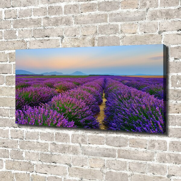 Canvas wall art Lavender field