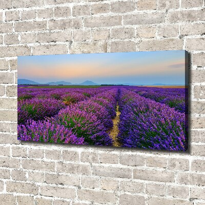 Canvas wall art Lavender field